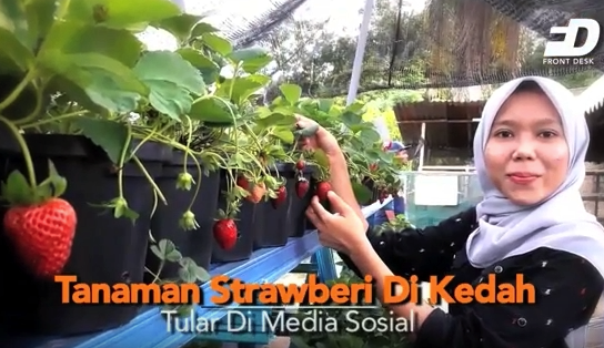 Benarkah Strawberry Hidup Subur Di Kedah?