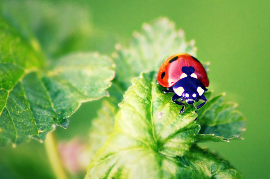 Rüyada Uğur Böceği Görmek - Rüya Tabirleri ve Yorumları