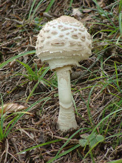 Macrolepiota procera DSC66944