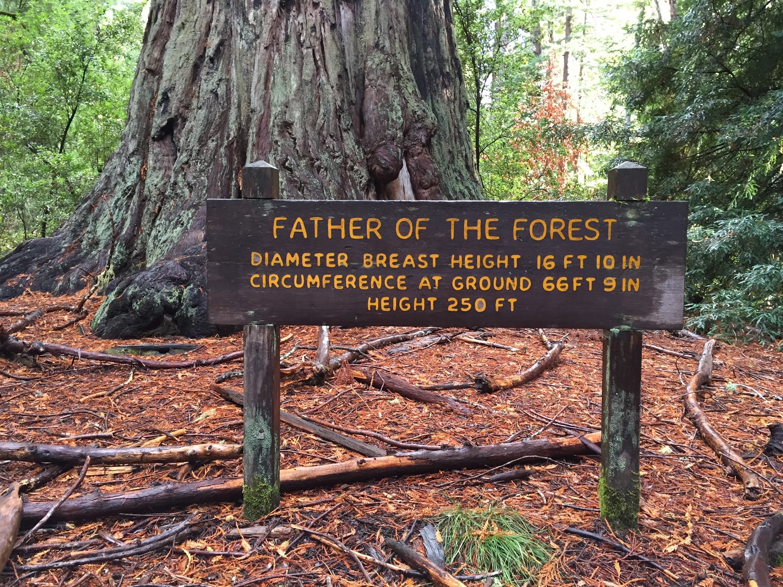 Mindful Trekker: Santa Cruz Mountains