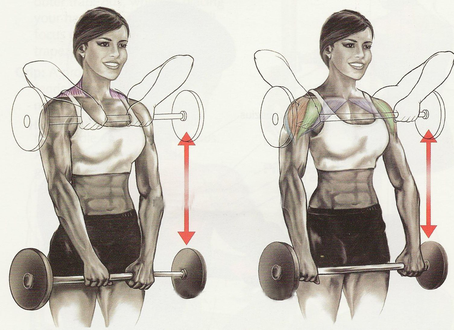 Shoulder Workout Anatomy