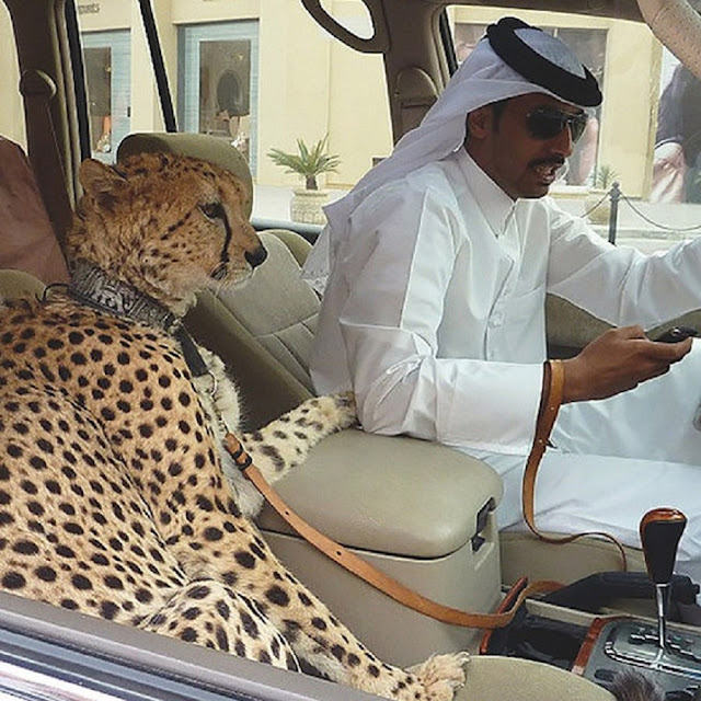 5 of 20 Distinctive Views That Are Popular In Dubai (Exotic Pets) Ọmọ