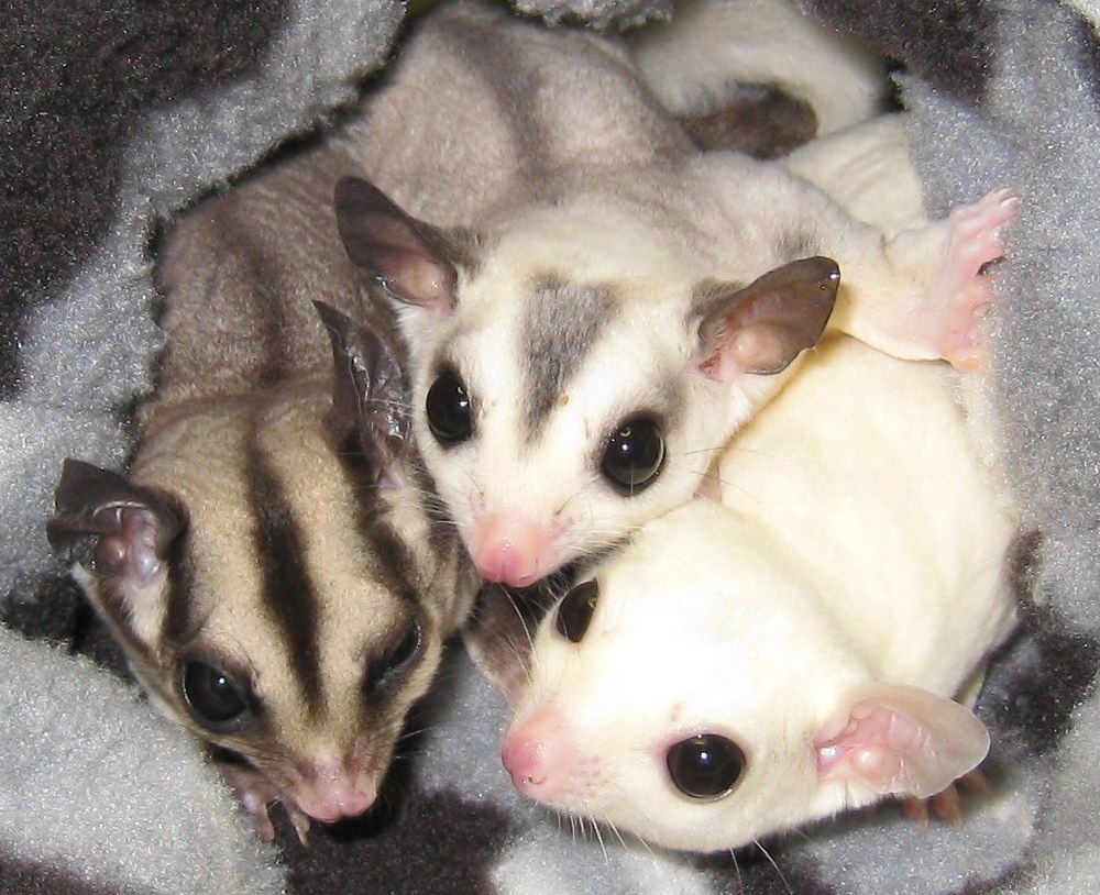 SUGAR GLIDER DAILY CARA MENGEMBANGBIAKAN SUGAR GLIDER