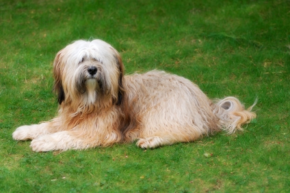brindle tibetan terrier