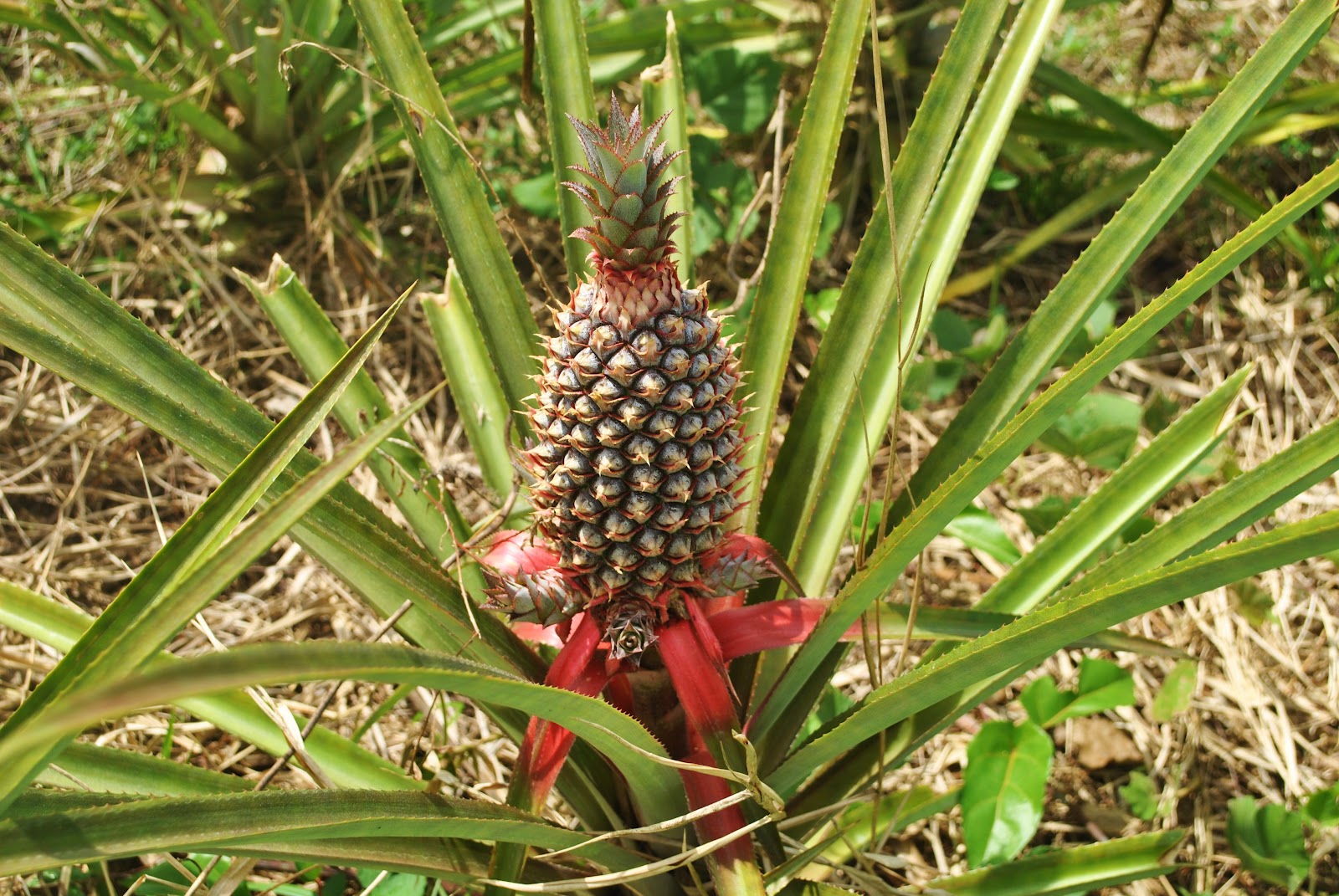 Mabaruma - JungleKey.es Imagen