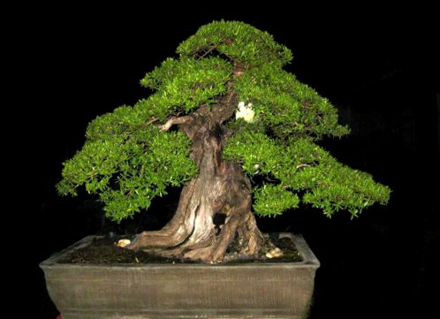 Ficus Benjamina The Rules  Of Bonsai 