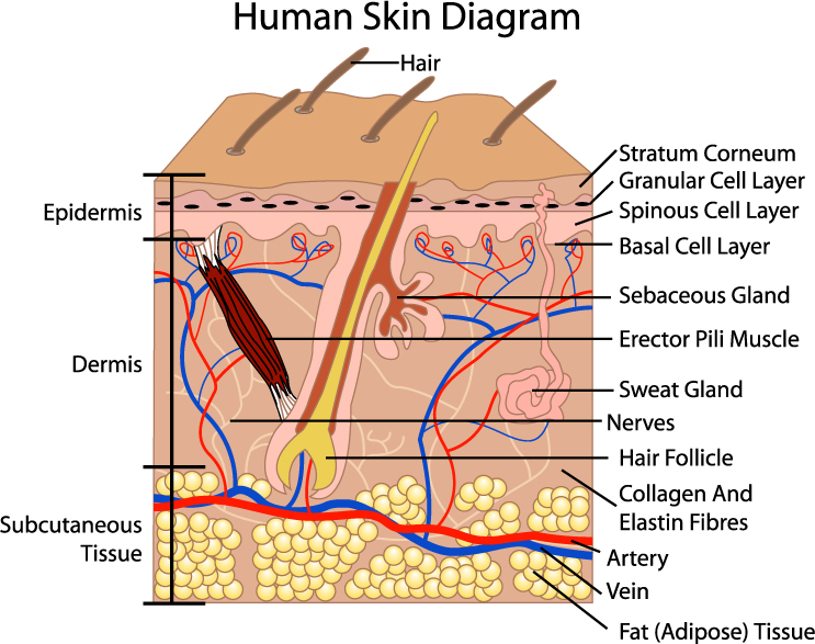 Diagram of the Human Skin