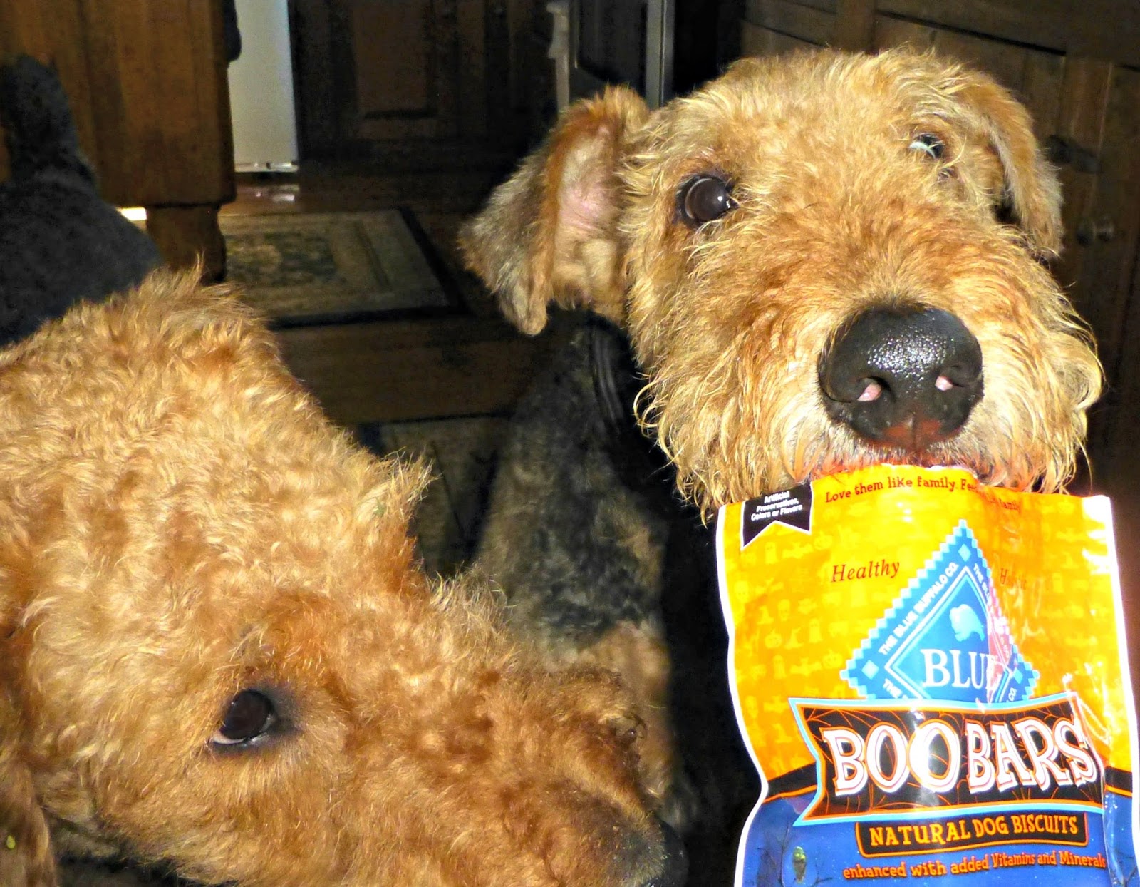 blue buffalo airedale