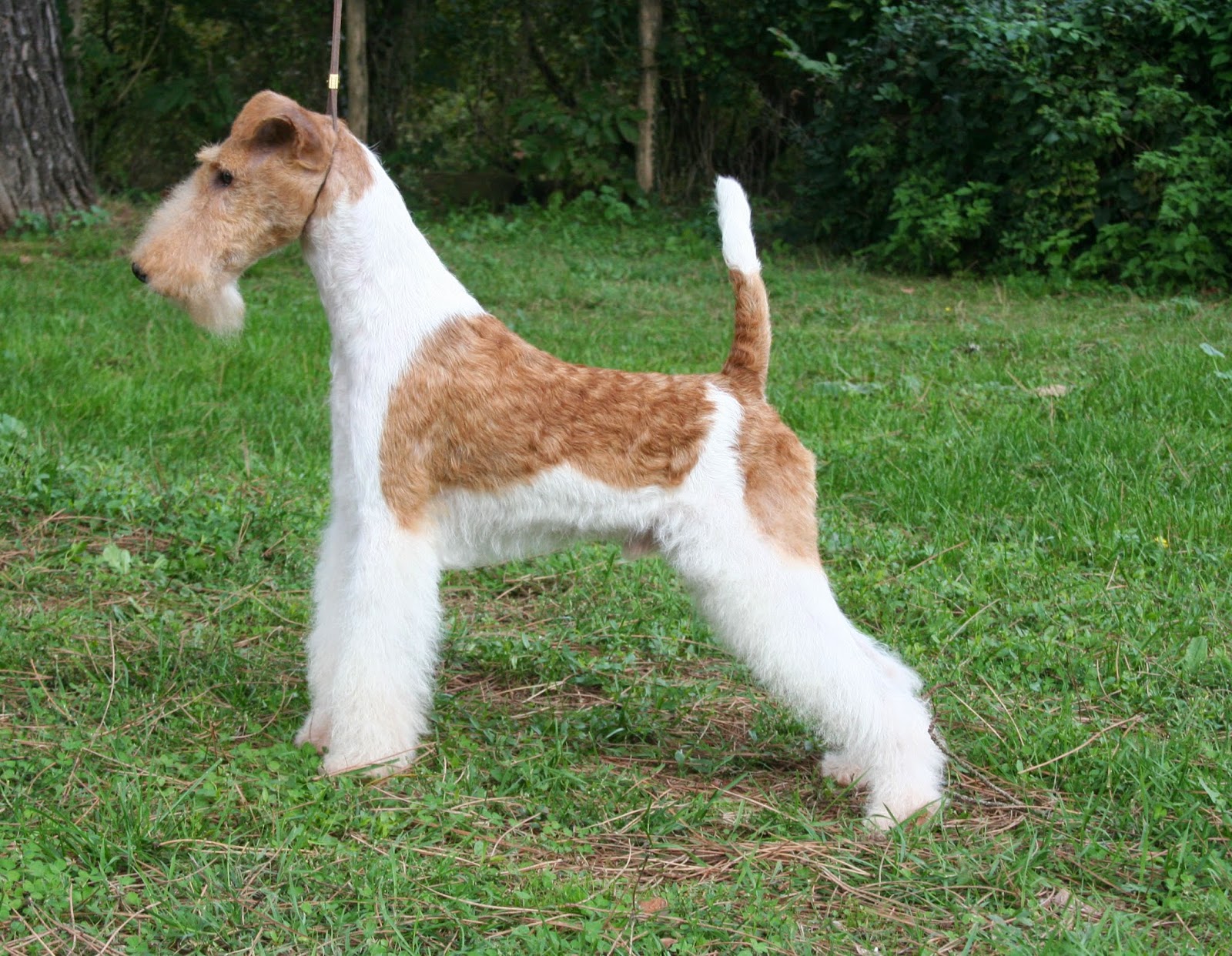 Cães & Cães Fox Terrier Pelo Duro 02
