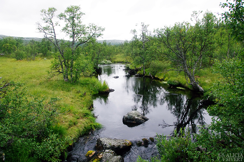 Hiking in Vemdalsskalet, Härjedalen. Photo by Alicia Sivertsson.