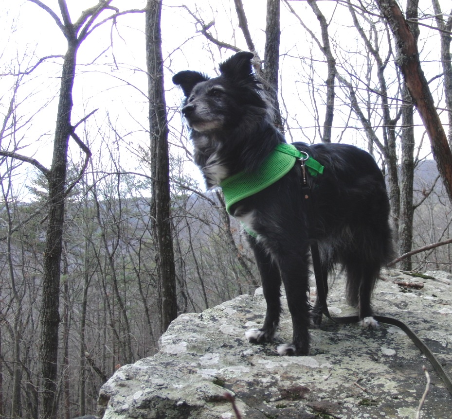 Raise a Green Dog! Our Top 10 Tips for Hiking the Green Dog Way!