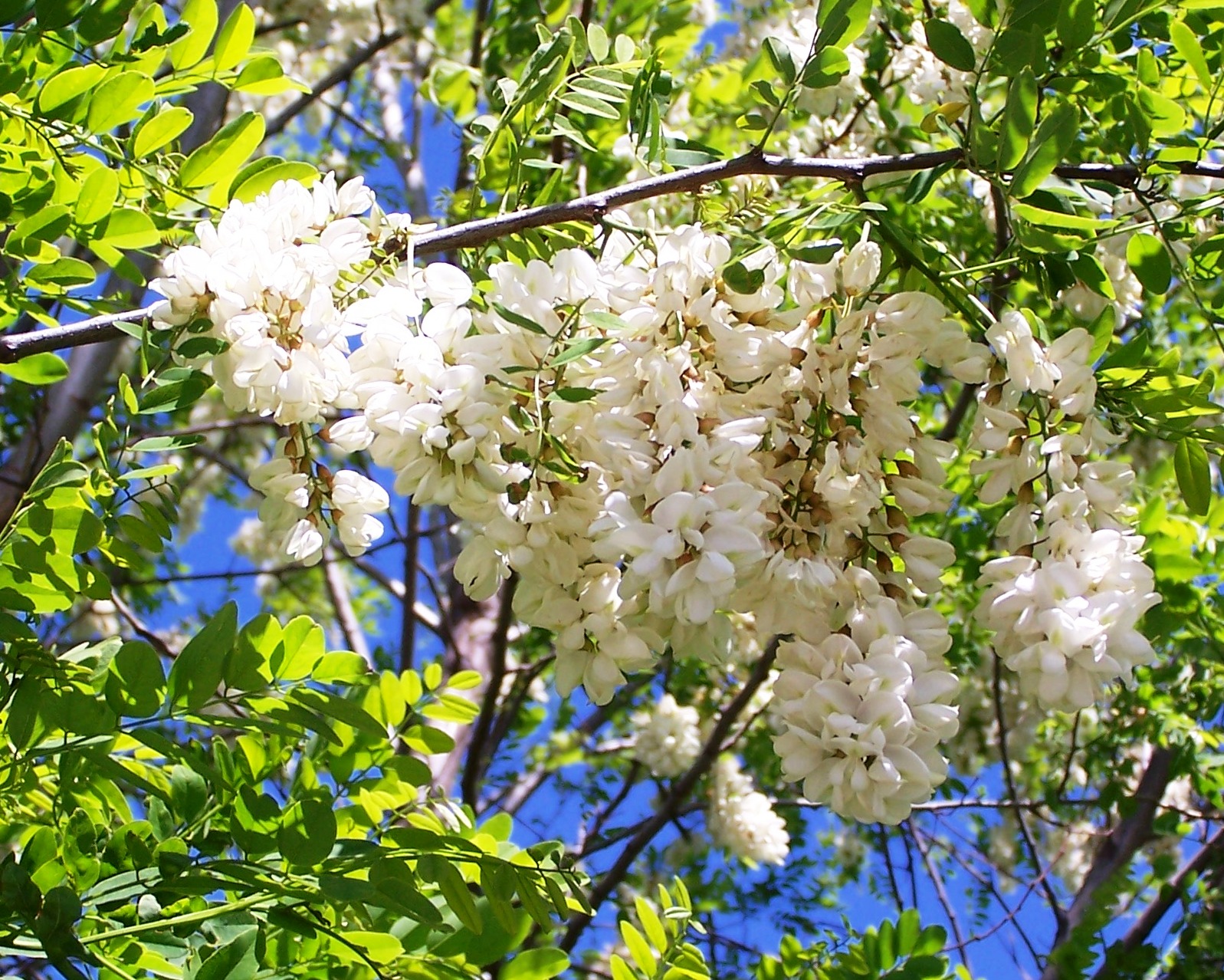 The Peace Bee Farmer Black Locust in Bloom