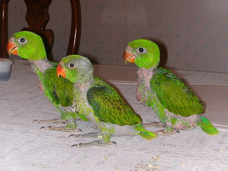 Barokah Farm Temanggung Cara Ternak Burung Betet