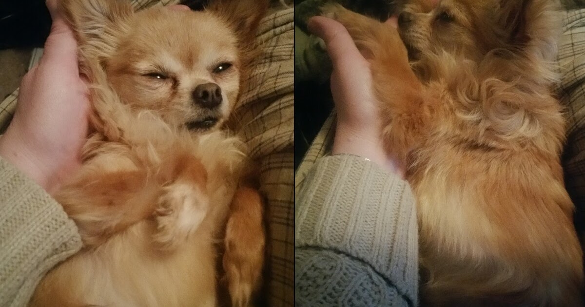 Sweet Pea Puppies The Tale of a Tiny Dog