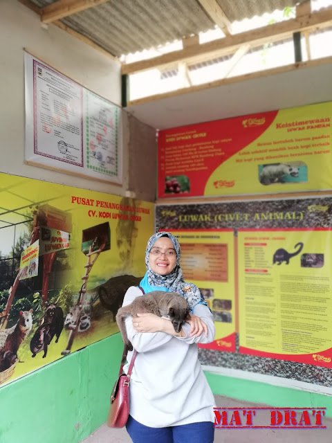 Bercuti Bandung Kopi Luwak Cikole Lembang 