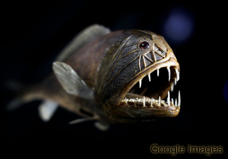 10 Ikan Dasar Laut Terdalam Atau Deep Sea Fish Newsplay 10 Ikan Dasar Laut Terdalam Atau Deep Sea Fish Newsplay