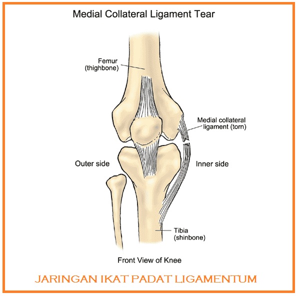 мениск колена анатомия. внесуставные связки коленного сустава. внутренняя боковая связка коленного сустава анатомия. повреждение большеберцовой коллатеральной связки колена. разрыв большеберцовой коллатеральной связки коленного.