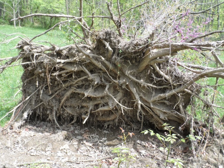 Franklin County (PA) Gardeners Rescue the Redbud Tree