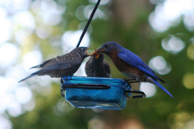 bluebirds feeding mealworms to babies