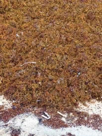 Sargassum seaweed craziness on the beach + Review of Dragonfly Moon! 78 remaxvipbelize: Close up of the grossness