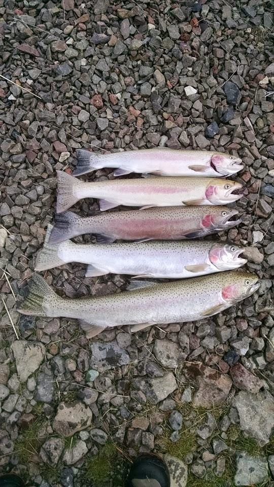 Walla² Fly Fishers A Walla² Fly Fishers' fly tying session