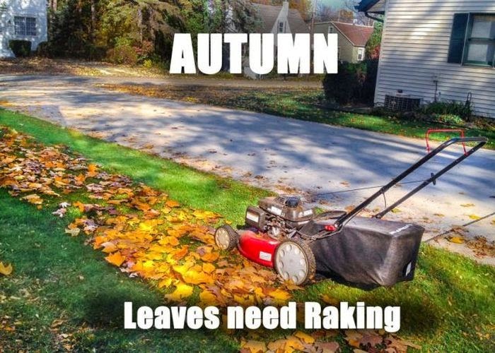 Autumn leaves need raking