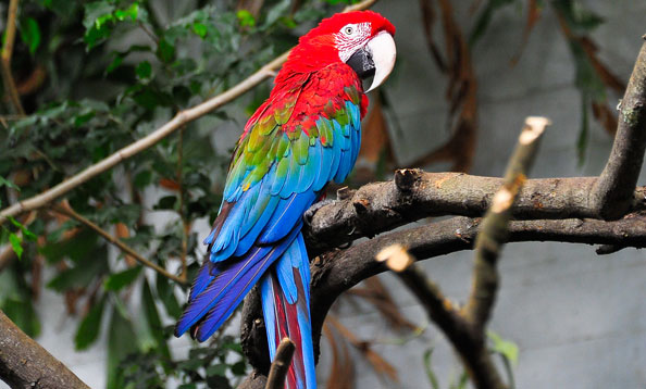 10 Most Popular Pet Macaws In Singapore | The Pets Dialogue
