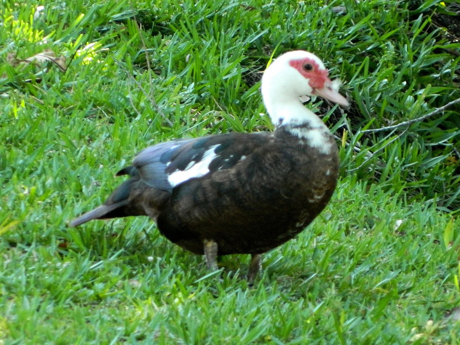 Backyard World Muscovy Girls Have A Big Fight And A Goose Family