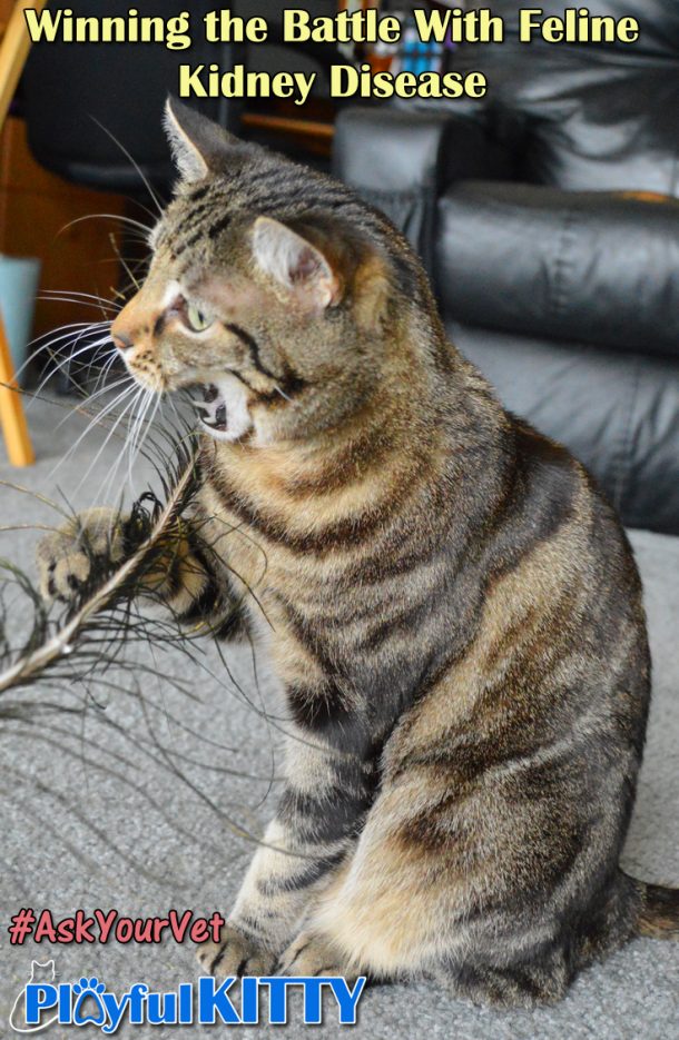 Malta & Gozo Islands of Cats Winning the battle with feline kidney