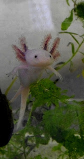 Axolotl