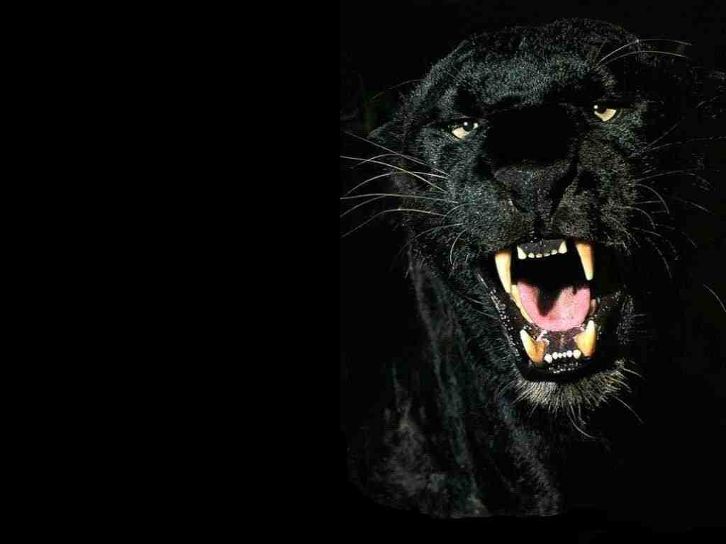 Black Panther 3d Wallpaper Hd Image Num 81