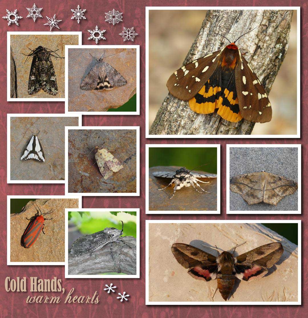 Saskatchewan Image Junkie AMAZING 2013 MOTH Calendar