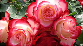 गुलाब का फूल फोटो डाउनलोड, फूलों के फोटो, गुलाब शायरी, दिल के फोटो, फूल गुलाब, गुलाब फूल की खेती, कमल के फूल, गुलाब के फूल के उपयोग, फोटो फ्रेम फोटो फ्रेम