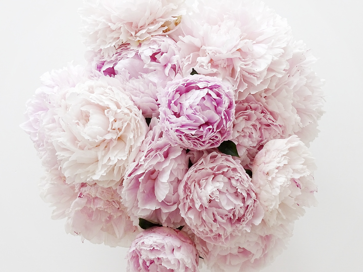 Mini Mate Is Mine Miutiful