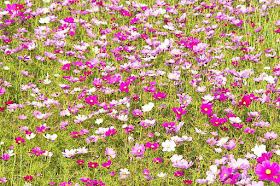 close-up, Cosmos, flowers