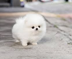  Cute Fluffy Animal