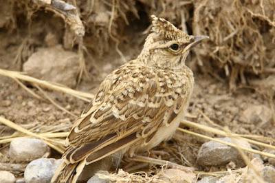 Cogullada