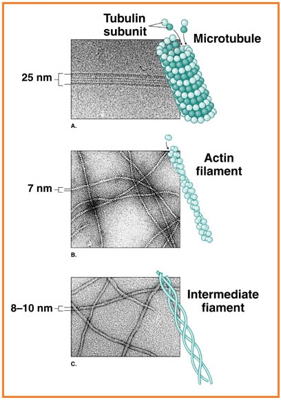 MIKROTUBULUS - MIKROFILAMEN | INTI SARI BIOLOGI