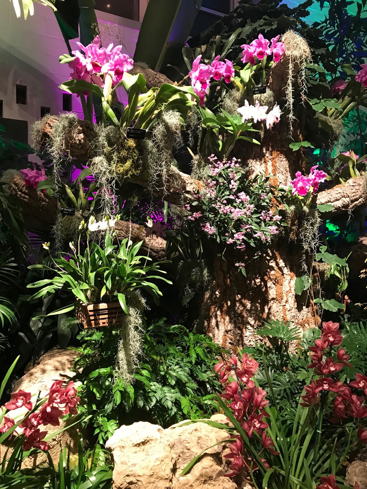 Missouri Botanical Garden Orchid Mania | Our Good Life