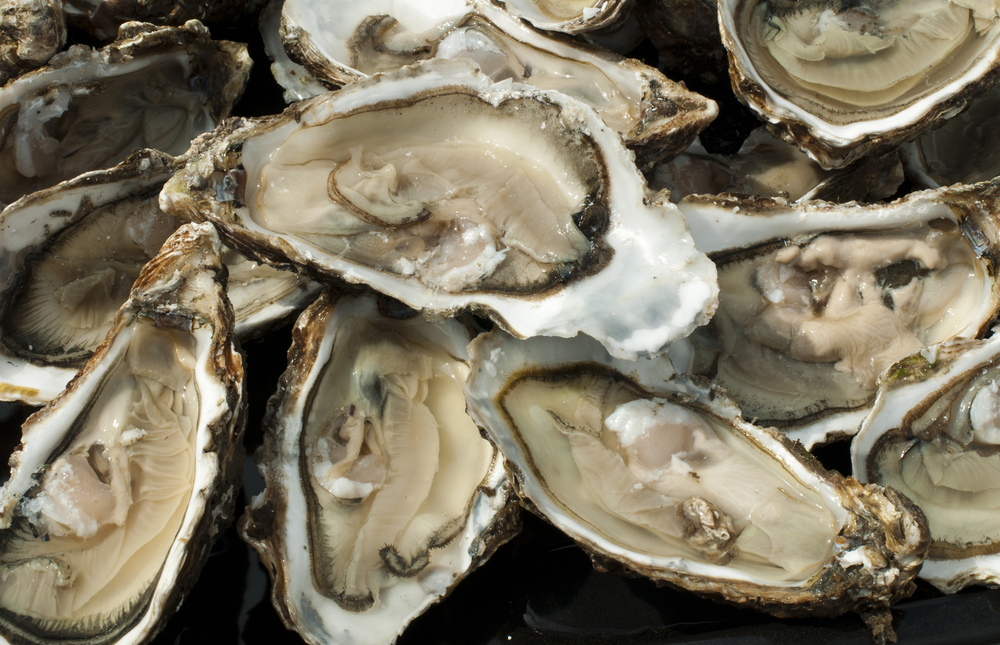9 Interesting Facts About the Delicious Oyster 9 Interesting Facts About the Delicious Oyster