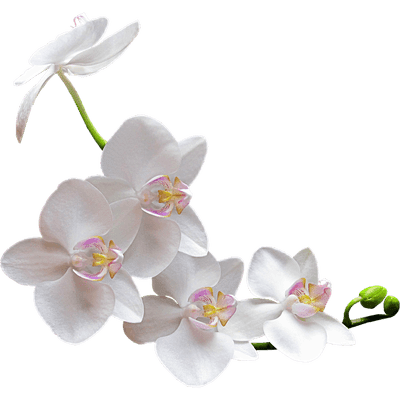 ® Imágenes y Gifs Animados ®: IMÁGENES DE FLORES: ORQUÍDEAS DE COLORES