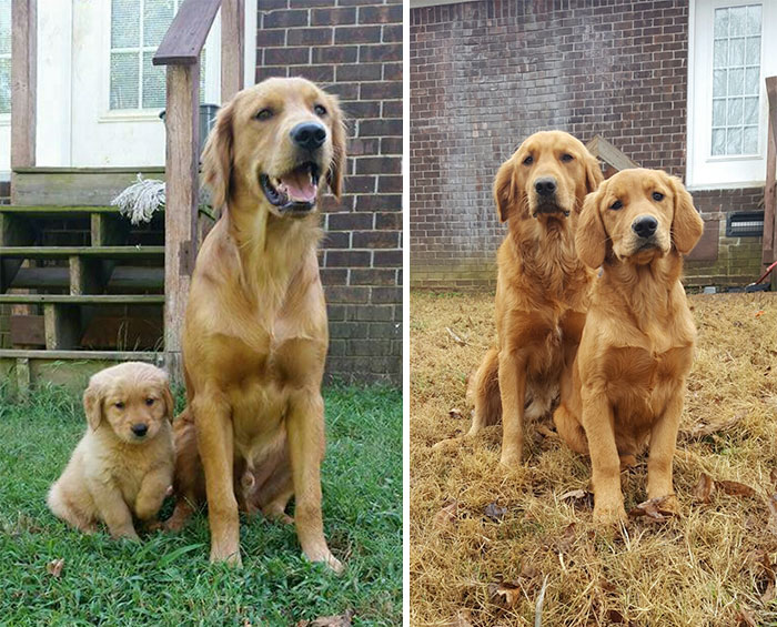 50 Heart-Warming Photos of Animals Growing Up Together - Blue And Belle Then And Now 4 Months Later 50 Heart-Warming Photos of Animals Growing Up Together - Blue And Belle Then And Now 4 Months Later