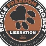 Giving laboratory beagles the freedom they deserve...