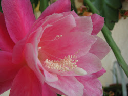 Epiphyllum "Deutsche Kaiserin"