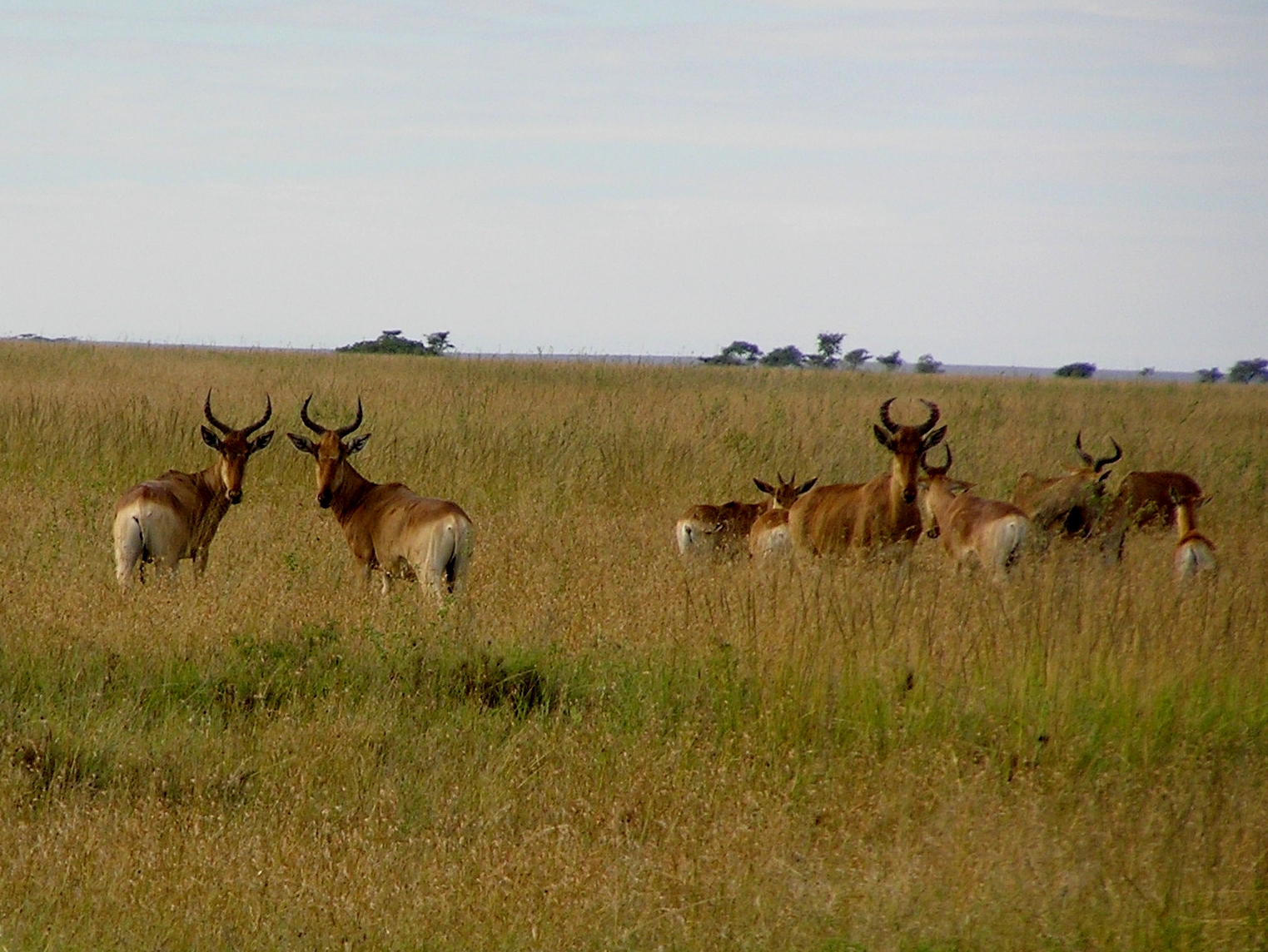 Rwanda on the Wing: Run like an antelope