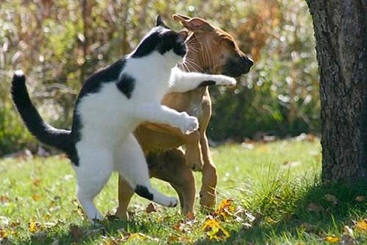 Perro+y+gato+peleando.jpg
