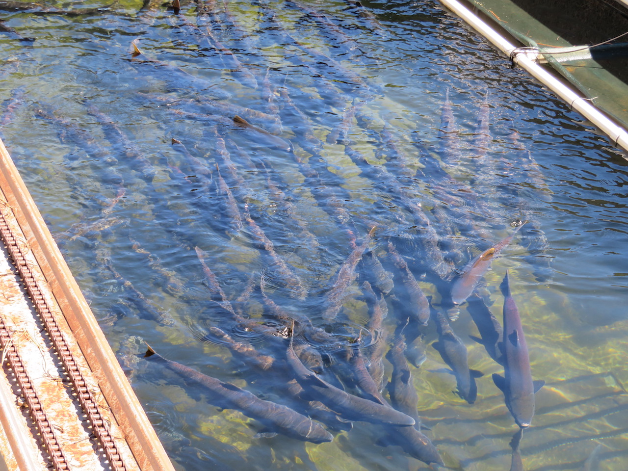 Living Our Dream Visit to Leavenworth National Fish Hatchery