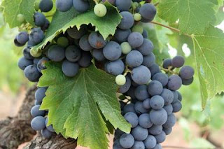 Are raisins good for health? Black grapes