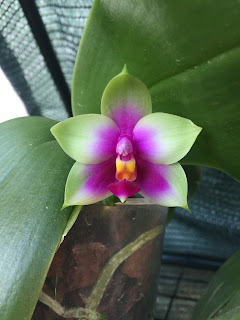 phalaenopsis bellina, La Phalaenopsis bellina, diarid'orchidee