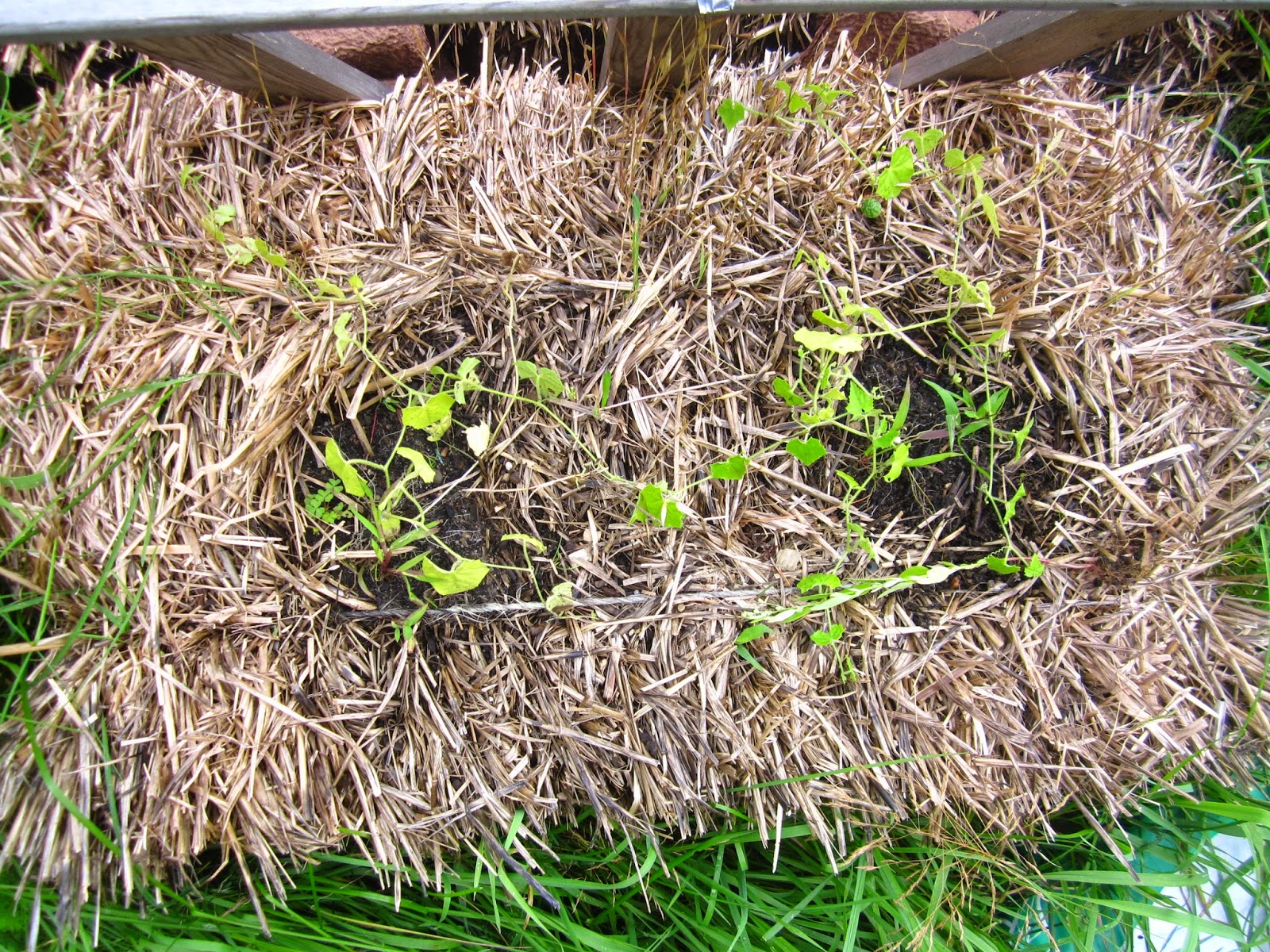 Cold Hands Warm Earth Planting Squash in Hay Bales
